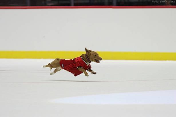Macon Mayhem 210403_DN_IMG_1239_MPH