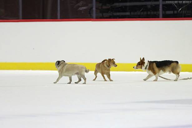 Macon Mayhem 210403_DN_IMG_1122_MPH