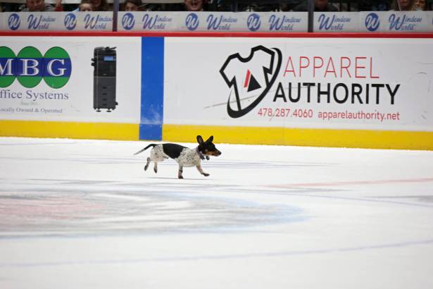 Macon Mayhem_260117_IMG_2369