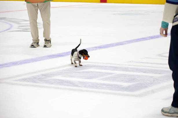 Macon Mayhem_260117_IMG_2423