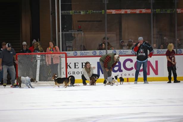 Macon Mayhem_260117_IMG_2239