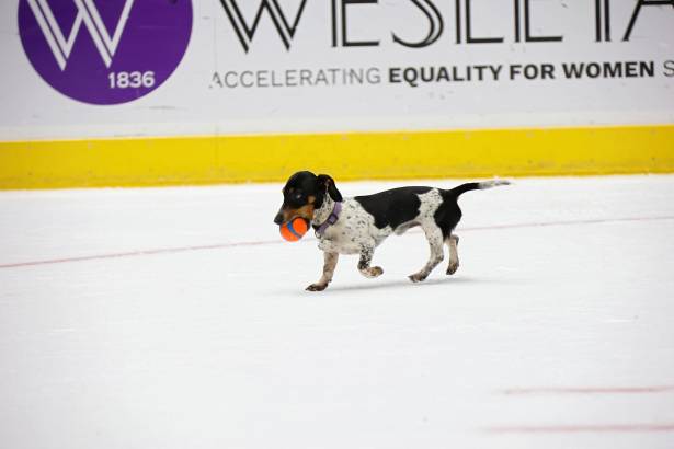 Macon Mayhem_260117_IMG_3587