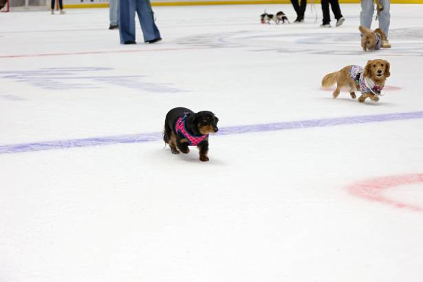 Macon Mayhem_260117_IMG_2414