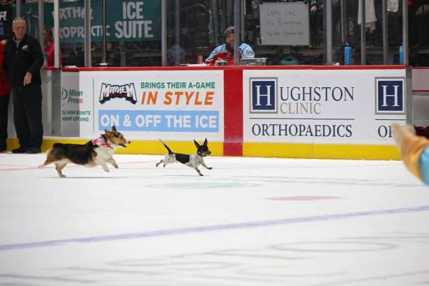 Macon Mayhem_260117_IMG_3513