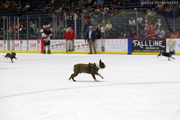 Macon Mayhem 220226_DN_IMG_2856_MHP