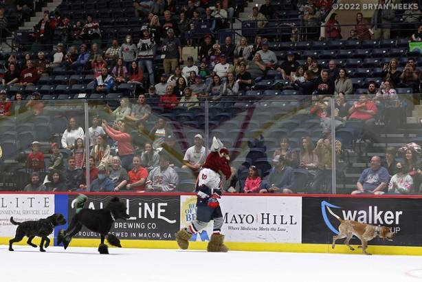 Macon Mayhem 220226_DN_IMG_2715_MHP