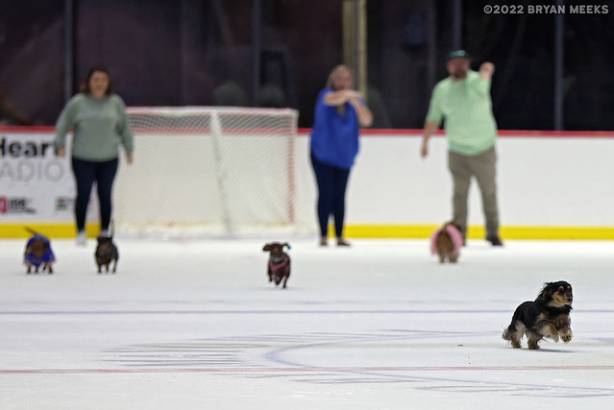 Macon Mayhem 220226_DN_IMG_2602_MHP