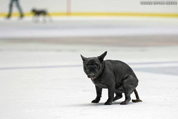 Macon Mayhem 220226_DN_IMG_2979_MHP