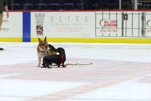 Macon Mayhem 210403_DN_IMG_1152_MPH