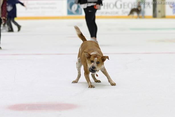 Macon Mayhem 200222_IMG_9043_MHP