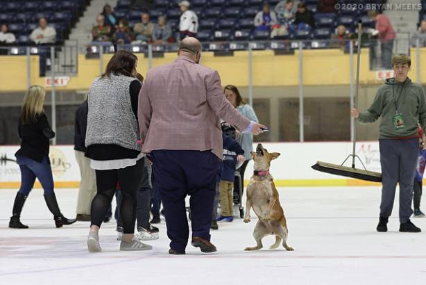 Macon Mayhem 200222_IMG_9115_MHP