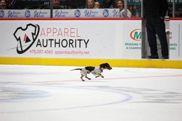 Macon Mayhem_260117_IMG_2370