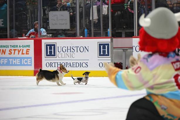 Macon Mayhem_260117_IMG_3515