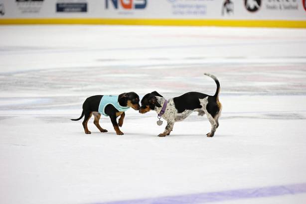 Macon Mayhem_260117_IMG_2433