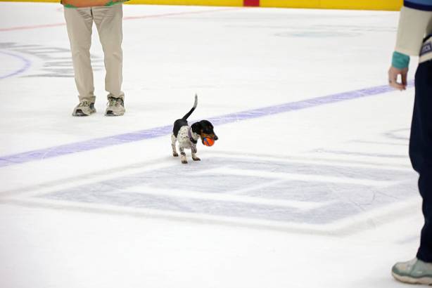 Macon Mayhem_260117_IMG_2423