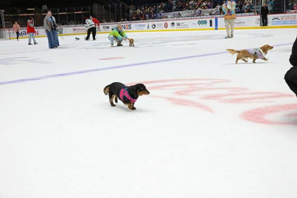 Macon Mayhem_260117_IMG_2416