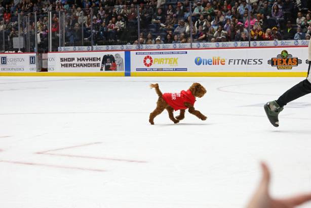 Macon Mayhem_260117_IMG_2293