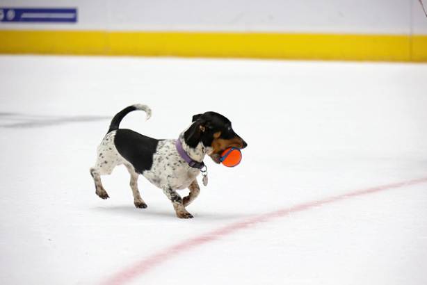 Macon Mayhem_260117_IMG_3595