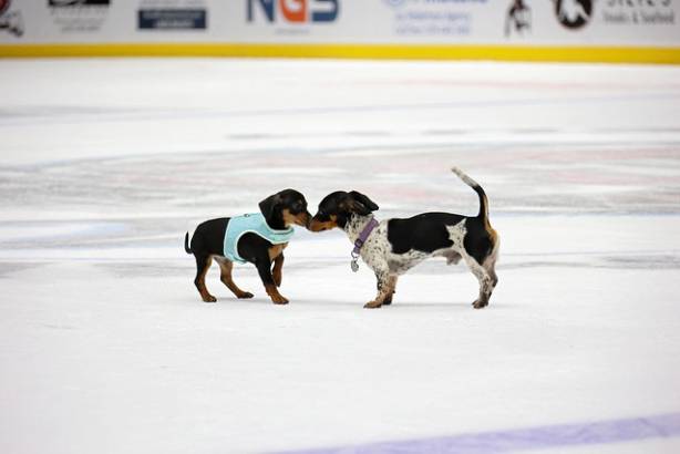 Macon Mayhem_260117_IMG_2431