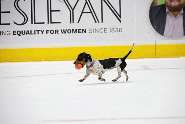 Macon Mayhem_260117_IMG_3583