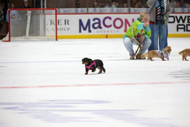 Macon Mayhem_260117_IMG_2391