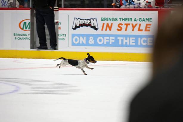 Macon Mayhem_260117_IMG_2372