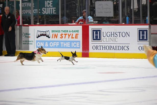 Macon Mayhem_260117_IMG_3513