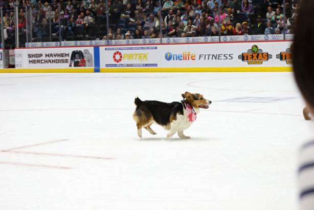 Macon Mayhem_260117_IMG_2295